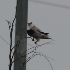 Elanus axillaris at Hume, ACT - 10 Dec 2023