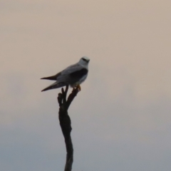 Elanus axillaris at Hume, ACT - 10 Dec 2023