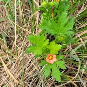 Modiola caroliniana at Banksia Street Wetland Corridor - 11 Dec 2023