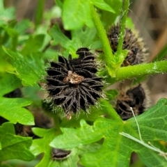 Modiola caroliniana at Banksia Street Wetland Corridor - 11 Dec 2023 12:44 PM