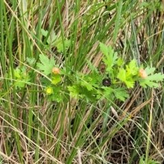 Modiola caroliniana at Banksia Street Wetland Corridor - 11 Dec 2023