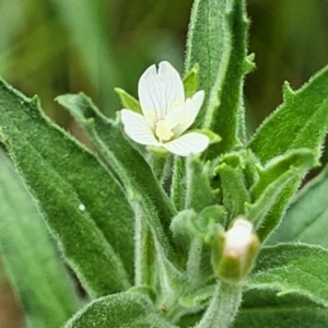 Epilobium hirtigerum at Banksia Street Wetland Corridor - 11 Dec 2023 12:43 PM