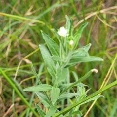 Epilobium hirtigerum at Banksia Street Wetland Corridor - 11 Dec 2023 12:43 PM