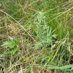 Epilobium hirtigerum at Banksia Street Wetland Corridor - 11 Dec 2023 12:43 PM