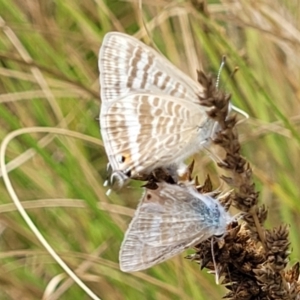 Lampides boeticus at Banksia Street Wetland Corridor - 11 Dec 2023