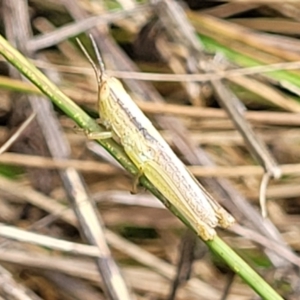 Macrotona australis at Banksia Street Wetland Corridor - 11 Dec 2023