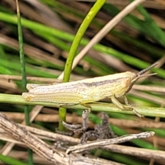 Macrotona australis at Banksia Street Wetland Corridor - 11 Dec 2023