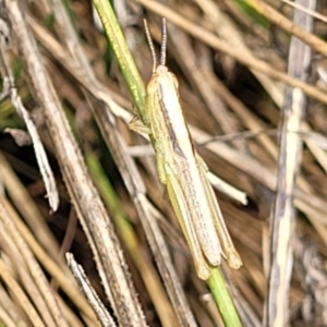 Macrotona australis at Banksia Street Wetland Corridor - 11 Dec 2023