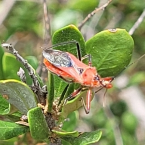 Gminatus australis at Banksia Street Wetland Corridor - 11 Dec 2023