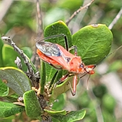 Gminatus australis (Orange assassin bug) at Banksia Street Wetland Corridor - 11 Dec 2023 by trevorpreston