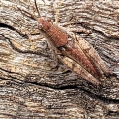 Phaulacridium vittatum (Wingless Grasshopper) at Banksia Street Wetland Corridor - 11 Dec 2023 by trevorpreston