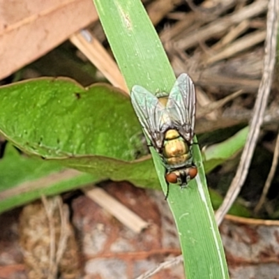 Lucilia sp. (genus) (A blowfly) at O'Connor, ACT - 11 Dec 2023 by trevorpreston