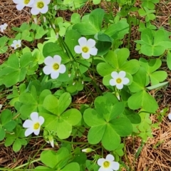 Oxalis incarnata (Pale Wood-sorrel) at Yarralumla, ACT - 11 Dec 2023 by Steve818