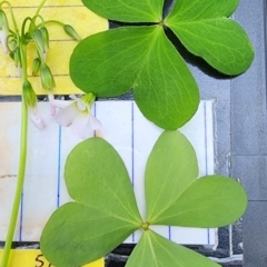 Oxalis incarnata at Yarralumla, ACT - 11 Dec 2023