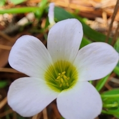 Oxalis incarnata at Yarralumla, ACT - 11 Dec 2023