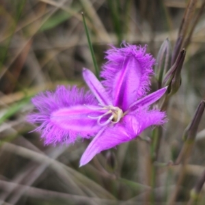 Thysanotus tuberosus at QPRC LGA - 11 Dec 2023