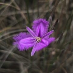 Thysanotus tuberosus at QPRC LGA - 11 Dec 2023