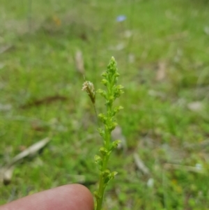 Microtis sp. at Mt Holland - suppressed