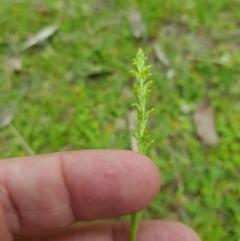 Microtis sp. at Mt Holland - suppressed