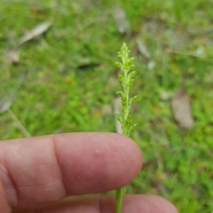 Microtis sp. at Mt Holland - suppressed