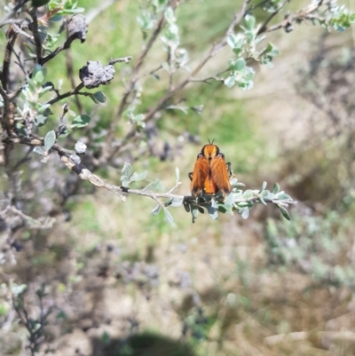 Pelecorhynchus fulvus (Orange cap-nosed fly) at Mt Holland - 11 Dec 2023 by danswell