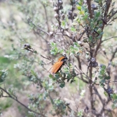 Pelecorhynchus fulvus at Mt Holland - 11 Dec 2023 12:17 PM