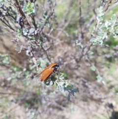 Pelecorhynchus fulvus at Mt Holland - 11 Dec 2023 12:17 PM