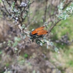 Pelecorhynchus fulvus at Mt Holland - 11 Dec 2023 12:17 PM