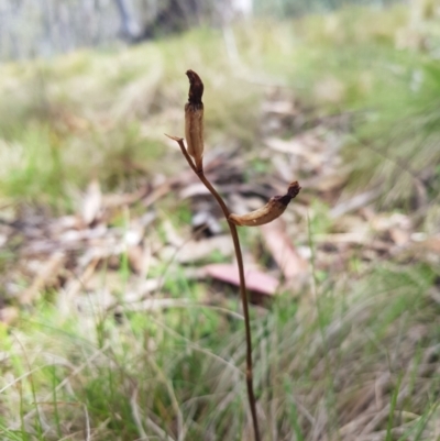 Gastrodia sp. (Potato Orchid) at Tinderry, NSW - 11 Dec 2023 by danswell