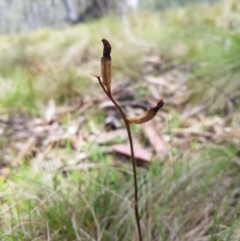 Gastrodia sp. (Potato Orchid) at Mt Holland - 11 Dec 2023 by danswell