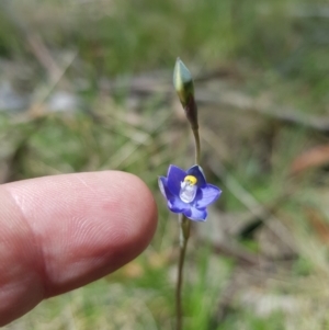 Thelymitra peniculata at Mt Holland - 11 Dec 2023