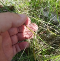 Anthosachne scabra (Common Wheat-grass) at Tinderry, NSW - 10 Dec 2023 by danswell