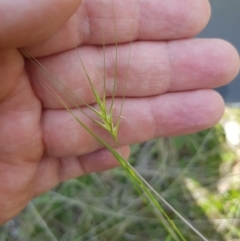 Anthosachne scabra at Mt Holland - 11 Dec 2023