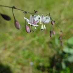 Arthropodium milleflorum (Vanilla Lily) at Mt Holland - 11 Dec 2023 by danswell