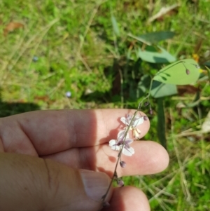 Arthropodium milleflorum at Mt Holland - 11 Dec 2023 09:56 AM