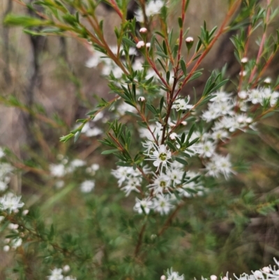 Kunzea ericoides (Burgan) at QPRC LGA - 11 Dec 2023 by Csteele4