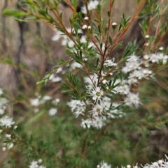 Kunzea ericoides (Burgan) at Captains Flat, NSW - 11 Dec 2023 by Csteele4
