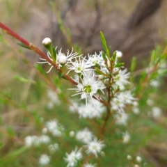 Kunzea ericoides at QPRC LGA - 11 Dec 2023