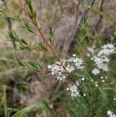 Kunzea ericoides at QPRC LGA - 11 Dec 2023