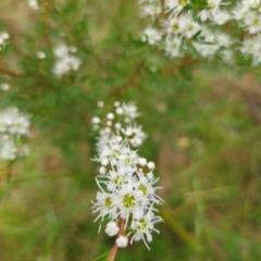 Kunzea ericoides at QPRC LGA - 11 Dec 2023