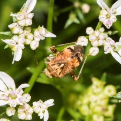 Sidnia kinbergi (Australian crop mirid) at Higgins, ACT - 10 Dec 2023 by AlisonMilton