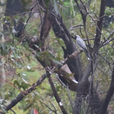 Coracina novaehollandiae (Black-faced Cuckooshrike) at Surf Beach, NSW - 11 Dec 2023 by LyndalT