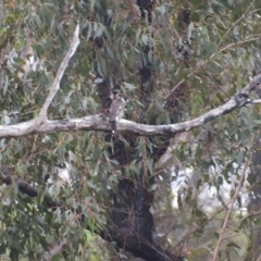 Cracticus torquatus (Grey Butcherbird) at Surf Beach, NSW - 8 Dec 2023 by LyndalT