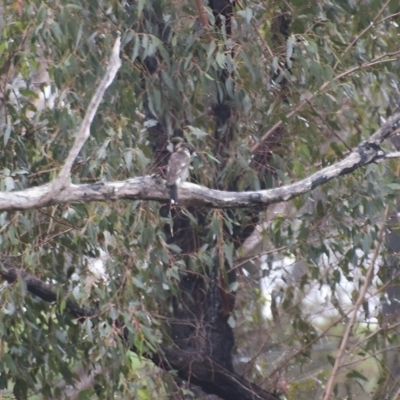 Cracticus torquatus (Grey Butcherbird) at Surf Beach, NSW - 8 Dec 2023 by LyndalT