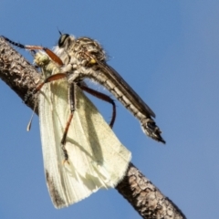 Dolopus rubrithorax (Large Brown Robber Fly) at Namadgi National Park - 19 Nov 2023 by SWishart