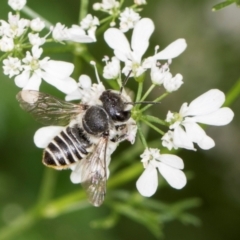 Megachile (Eutricharaea) serricauda (Leafcutter bee, Megachilid bee) at Higgins, ACT - 10 Dec 2023 by AlisonMilton