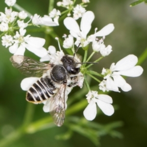 Megachile (Eutricharaea) serricauda at Higgins, ACT - 10 Dec 2023