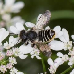 Megachile (Eutricharaea) serricauda at Higgins, ACT - 10 Dec 2023