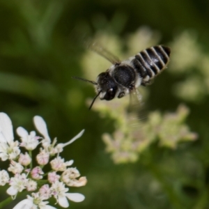 Megachile (Eutricharaea) serricauda at Higgins, ACT - 10 Dec 2023