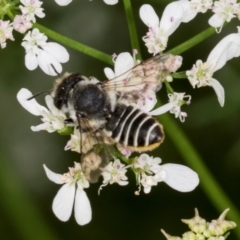Megachile (Eutricharaea) serricauda at Higgins, ACT - 10 Dec 2023